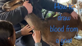 Drawing blood from a goat