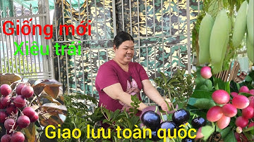 9/11 Giao lưu cây ăn trái .đủ loại giống mới lạ xiêu trái giá rẻ #lh0398186607# bao sip ...