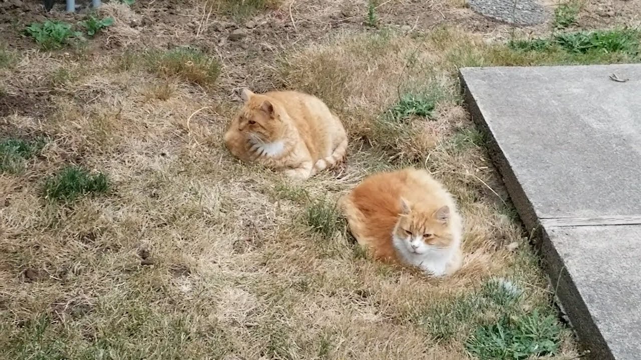 cat condo 2 mod apk Rumor has it a couple of our ginger cats have a new hideout spot (M3FC 1083)