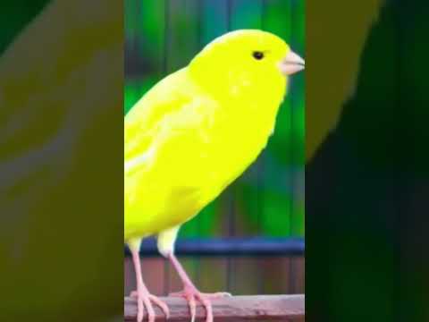 Birds Canary Budgies Lovebirds Birdsounds Parrot Fringuello طفرات Poderoso طائر