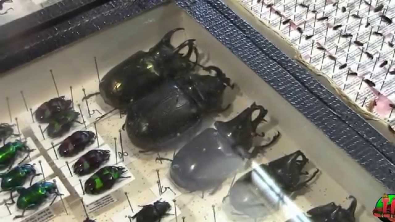 Entomodena 2015 (settembre)