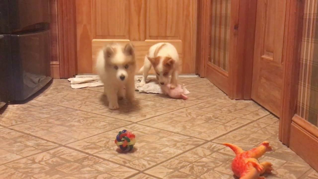 Pomsky Puppy's Melissa and Milly playing like good sisters