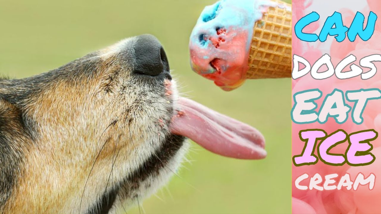 is vanilla ice cream okay for dogs