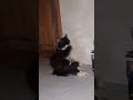 Hay manusia