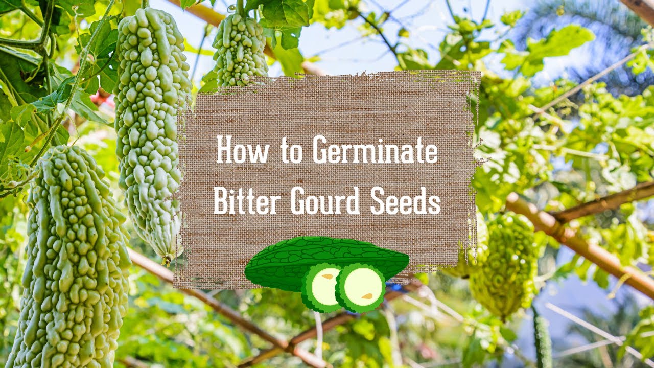 How to Grow Bitter Melon  SurvivalGardenSeeds
