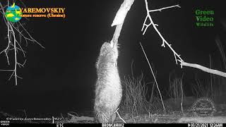 #Beaver stunts / #бобр акробат / Eurasian beaver / Castor fiber / Обыкновенный бобр. #Wildlife