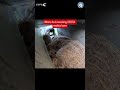 Dramatic Rescue of an Abused Bear #animals #animalrescue #bears