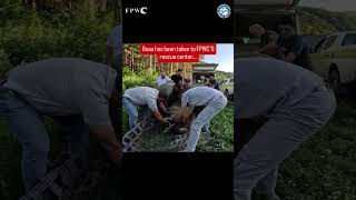 Dramatic Rescue of an Abused Bear #animals #animalrescue #bears