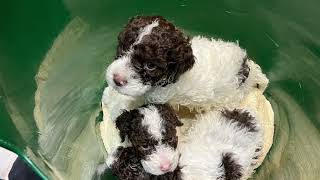 Our Loveable Lagotto Litter now 5 weeks old 🥹🥰 (with pups identified and added photos of play time)