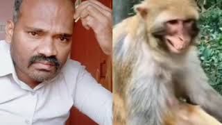 Funny tiktok videos #funny_videos #monkey #monkeyfunnyvideo #monkeytiktok