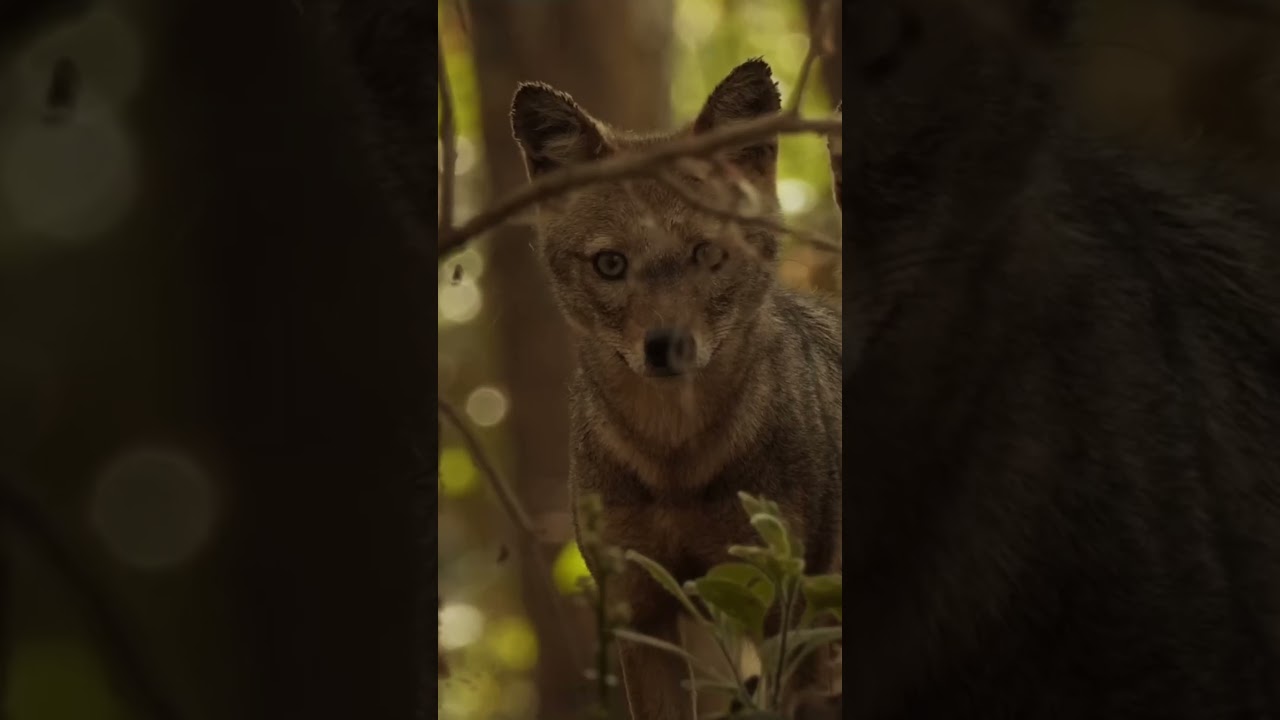 Wildlife Reel | Gandhada Gudi