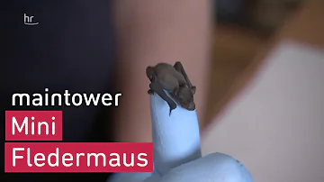 Wie pflegen sich Fledermaus?