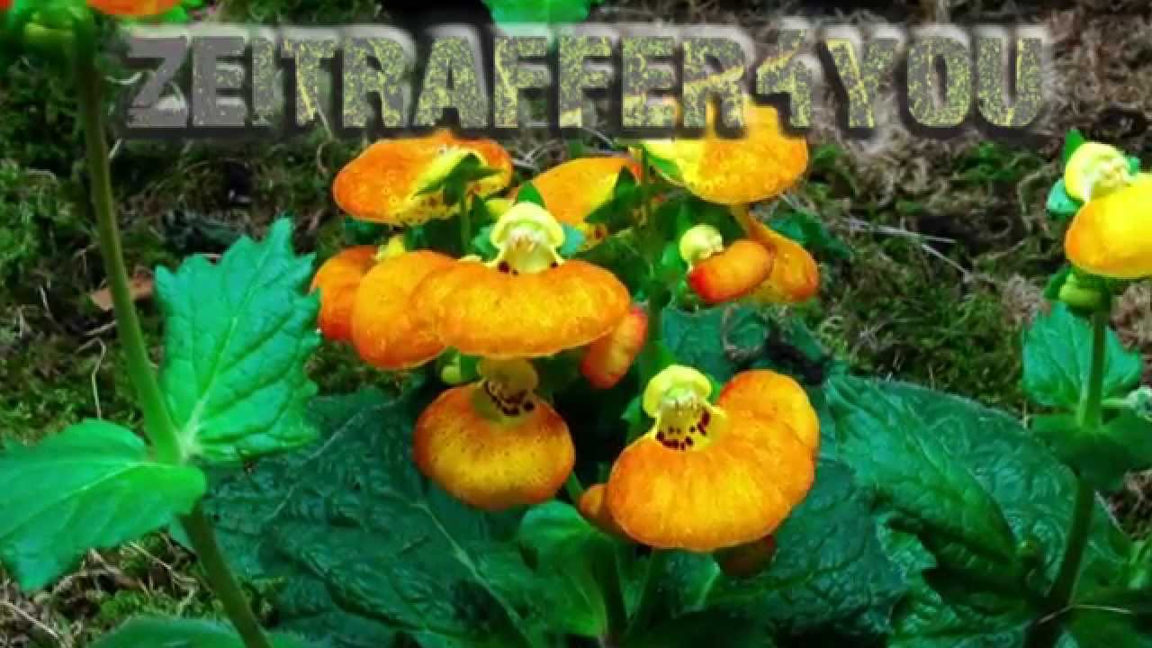 Pantoffelblume Calynopsis Timelapse Zeitraffer Blooming slipper flower