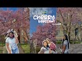   cherry blossom  ahalditha sweden swedenmalayalam