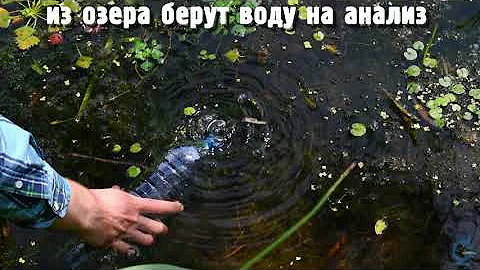 Водяной орех - чилим // Научный видеоблог #подстеклом