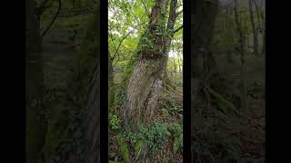 A Casalta - Parada de Sil - Orense - Galiza