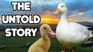 The Mysterious Legend of Our Great White Ducks