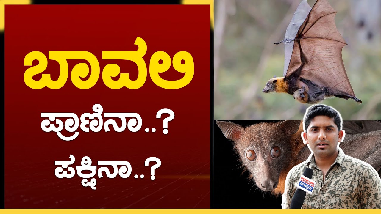 ಬಾವಲಿಗಳಿಗೆ ನಿಜವಾಗ್ಲೂ ಕಣ್ಣು ಕಾಣಿಸೋಲ್ವಾ..? | Interesting Facts About Bats ...