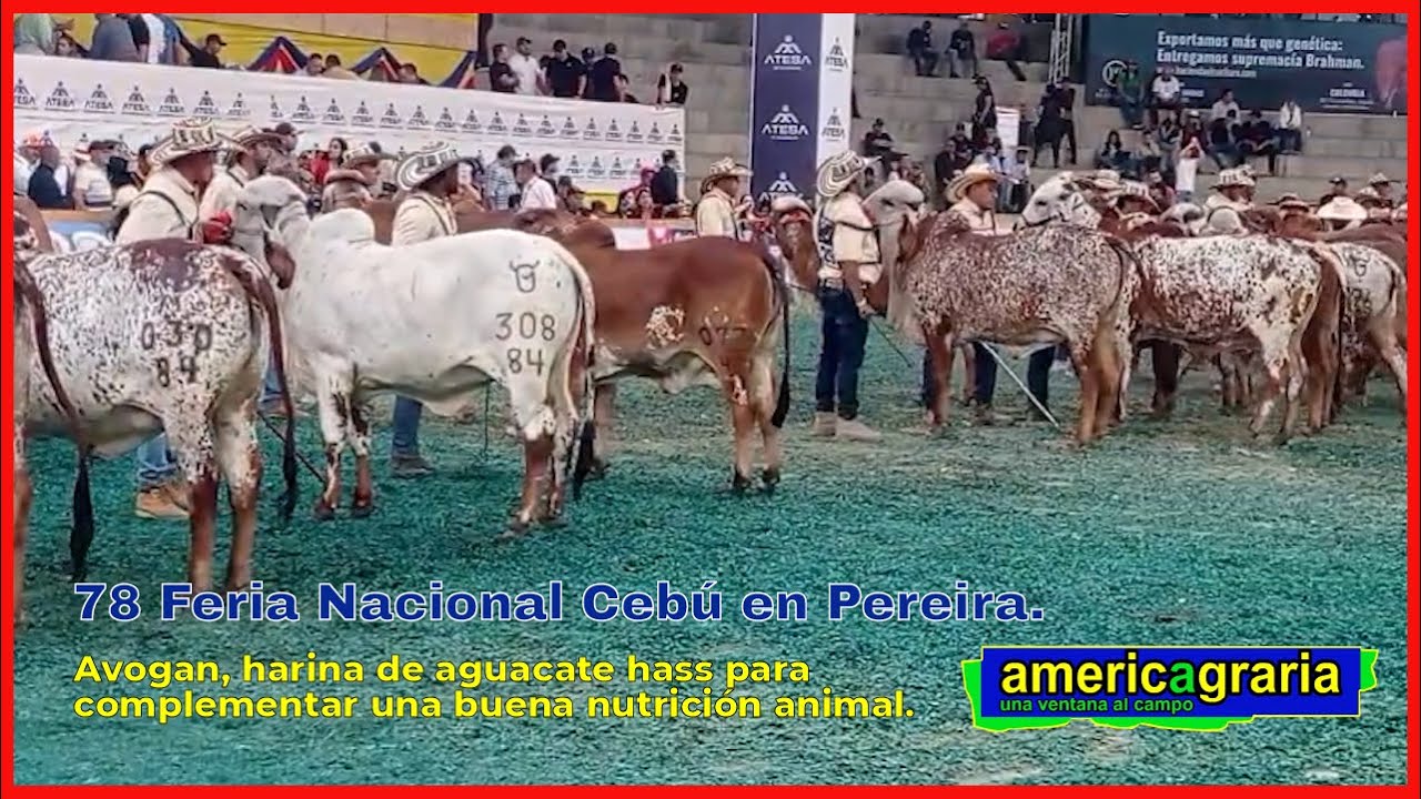 78 Feria Nacional Cebú en Pereira. Bloque 1