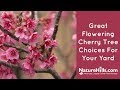 Top 4 flowering cherry trees  naturehillscom