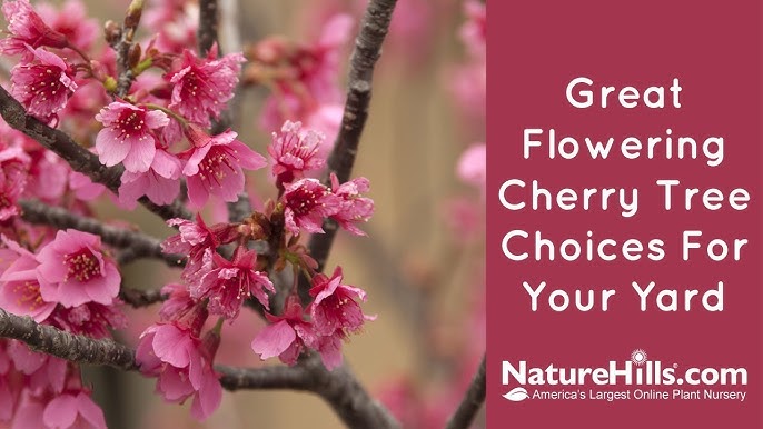 Cherry Blossom Meaning and Symbolism