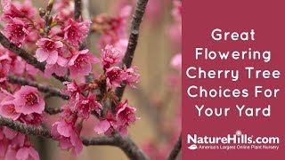 Top 4 Flowering Cherry Trees | NatureHills.com