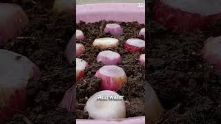 Spring Onion growing and harvesting#shorts#onion#ytshorts