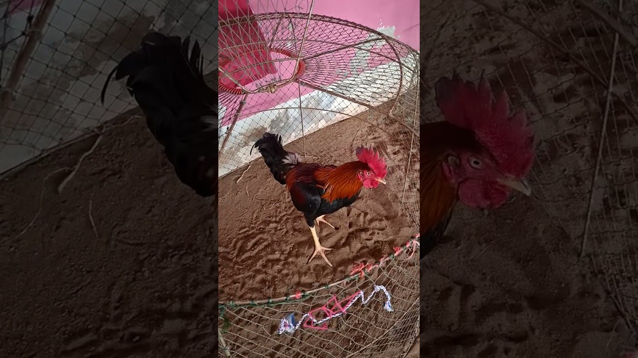 พาชมไก่หนุ่มพม่าสวยๆครับ