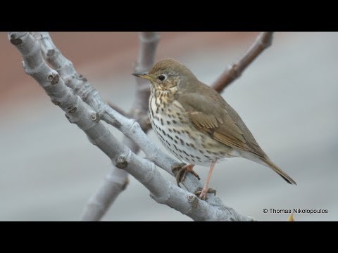 Song Thrush Turdus Philomelos Κελαηδότσιχλα
