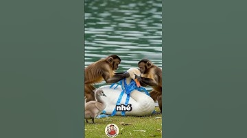 ngỗng con và những chú khỉ #shorts