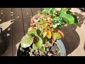 Alpine Sunset rose cutting