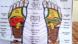 Merdeka Reflexology WMKK - How to Read a Foot Reflexology Chart