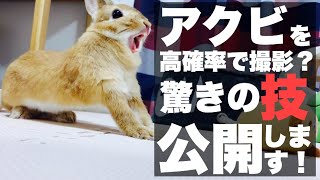 1日に2度撮影に成功！ウサギのあくびを高確率で撮る方法！ #767
