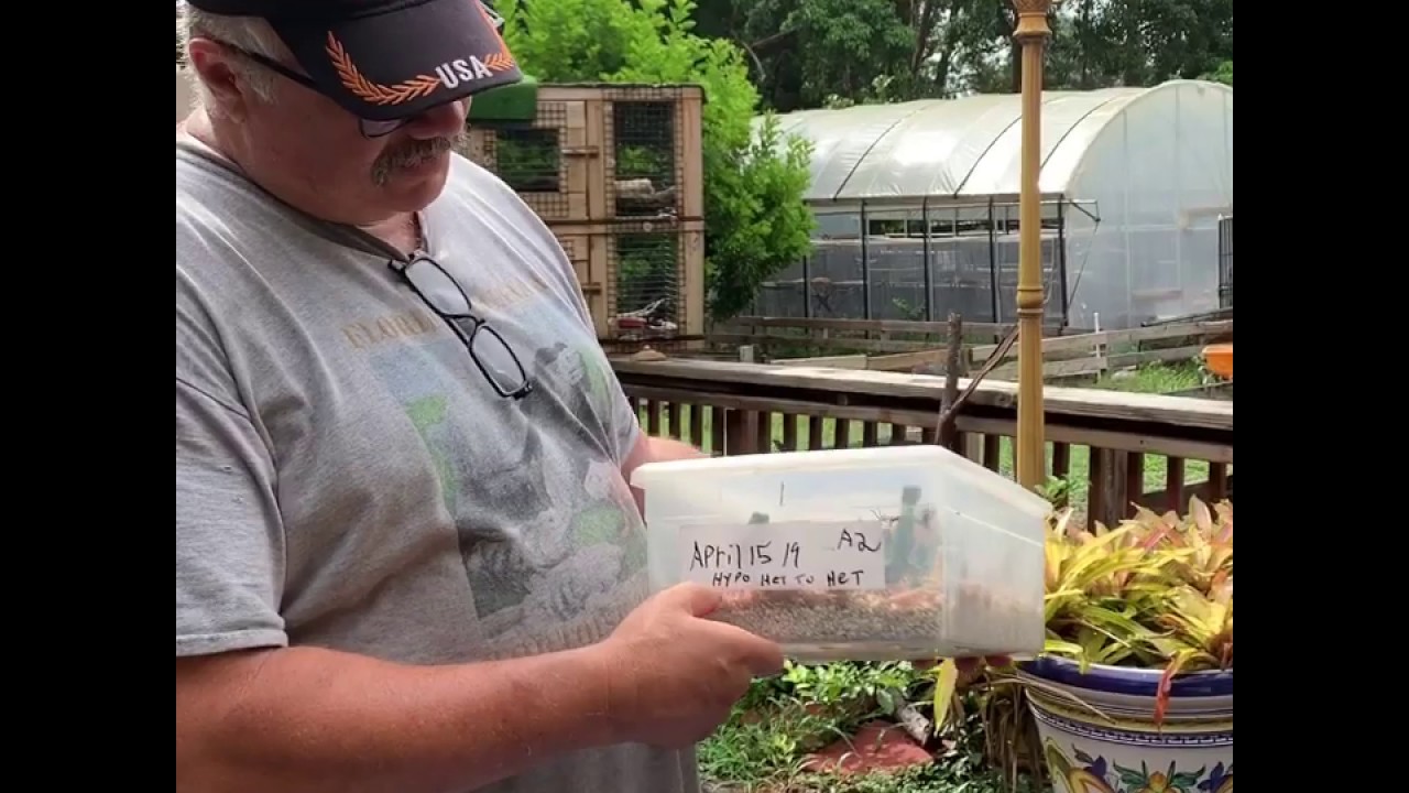 Hypomelanistic Iguana Just hatched first clutch of the year.