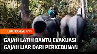 Habitat Kebanjiran, Gajah Latih Bantu Evakuasi Gajah yang Terjebak di Perkebunan Warga | Liputan 6