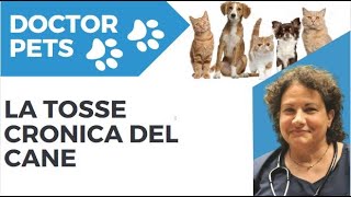 La tosse cronica del cane