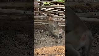 #animals #monkey05 #monkeyplay #funny #monkeyfriends #monkeyhouse #farmlife #monkeyplaytogether