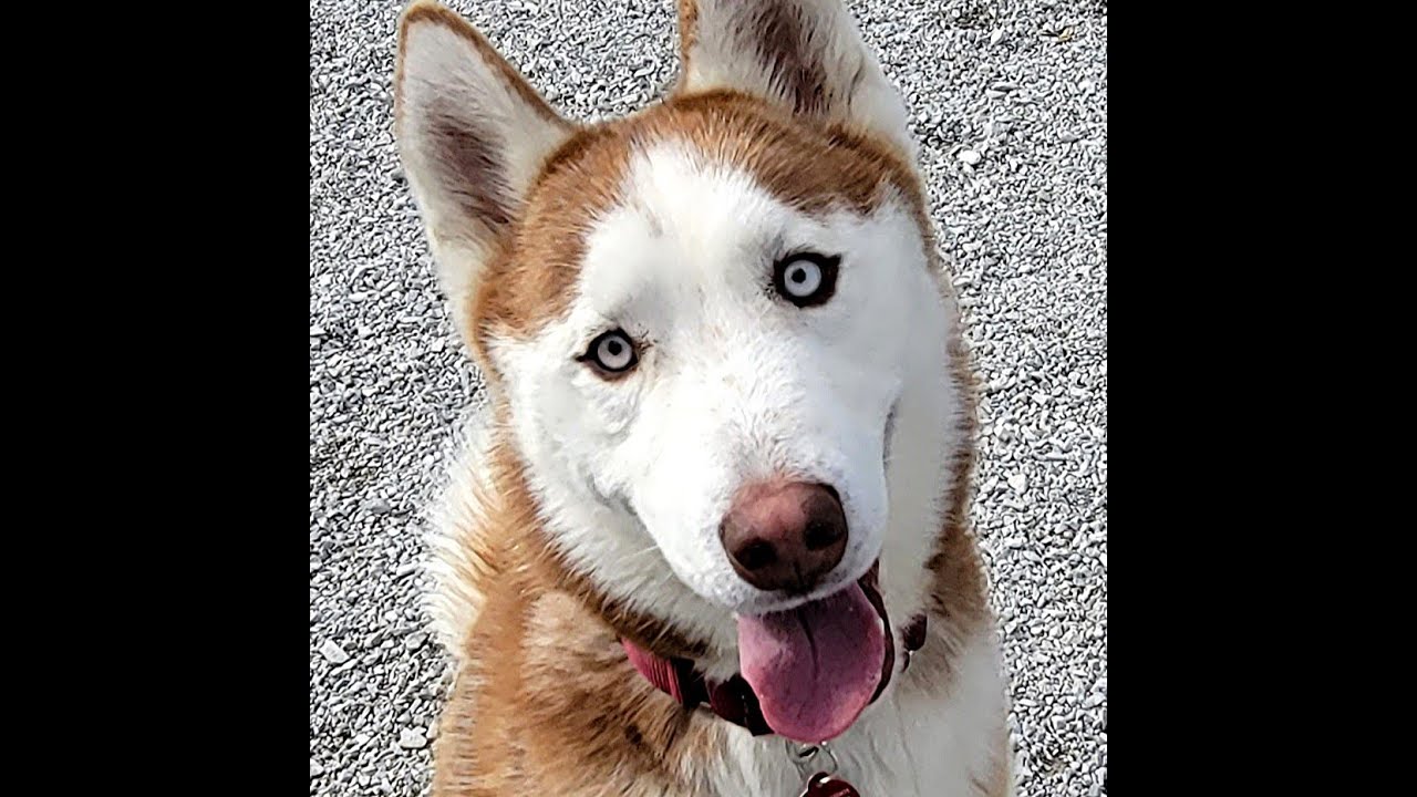 Red Siberian Husky Green Eyes