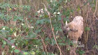 Shorts: Mangalica Pigs with offspring