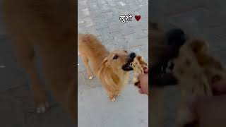 A Small Meal, A Big Smile 🥺#DesiPuppy #DogLover #AnimalLove #DogShorts