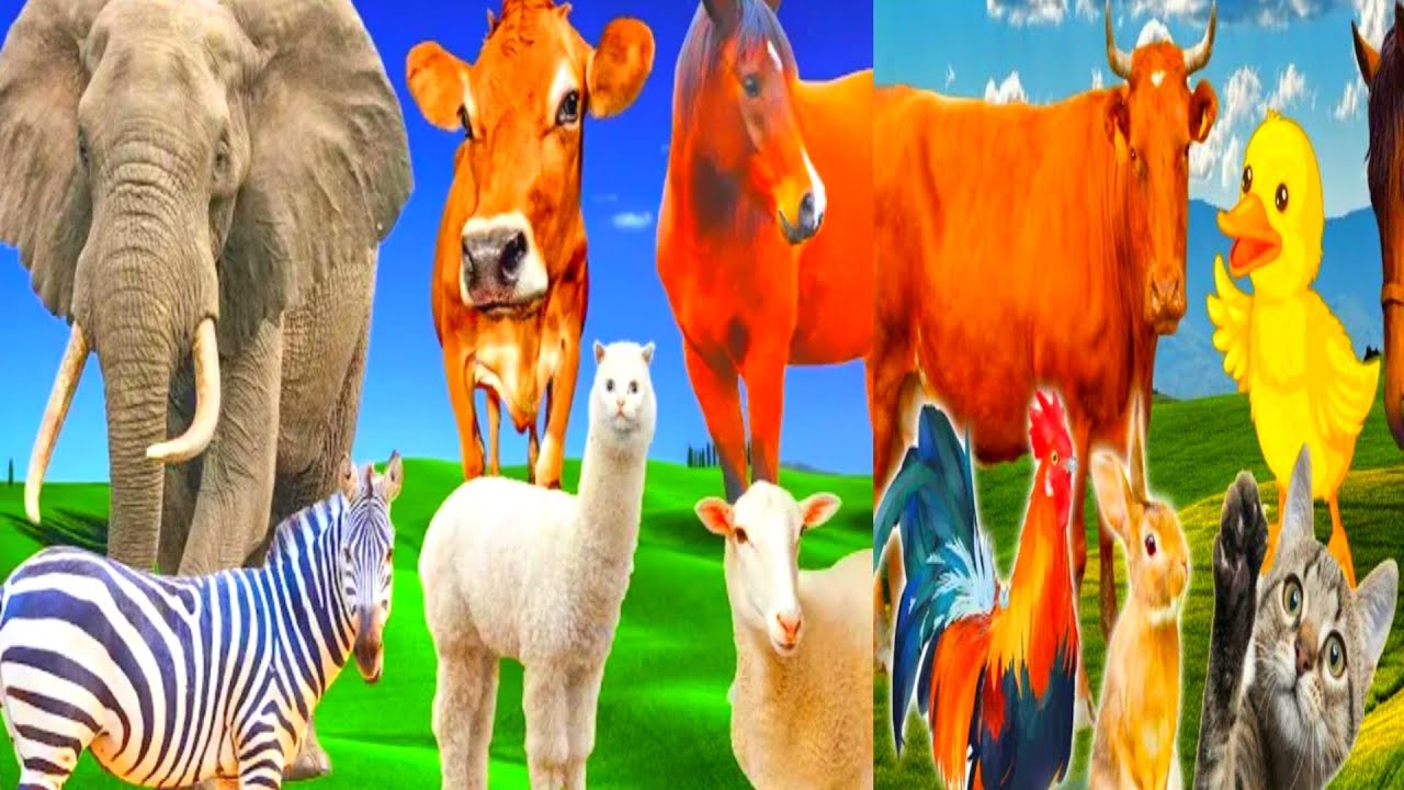 Peats and Animals Horse, goat, elephant, cow, chicken, cat, giraffe