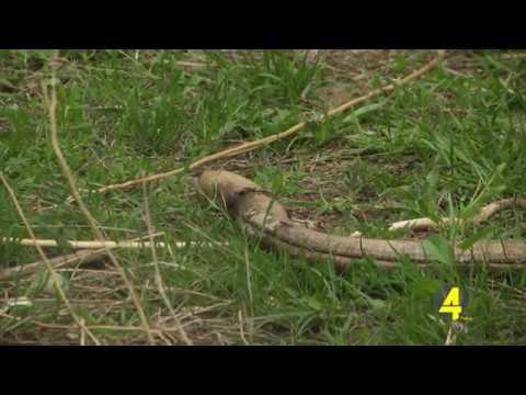 ქვეწარმავლები რუსთავში 5-29-2020