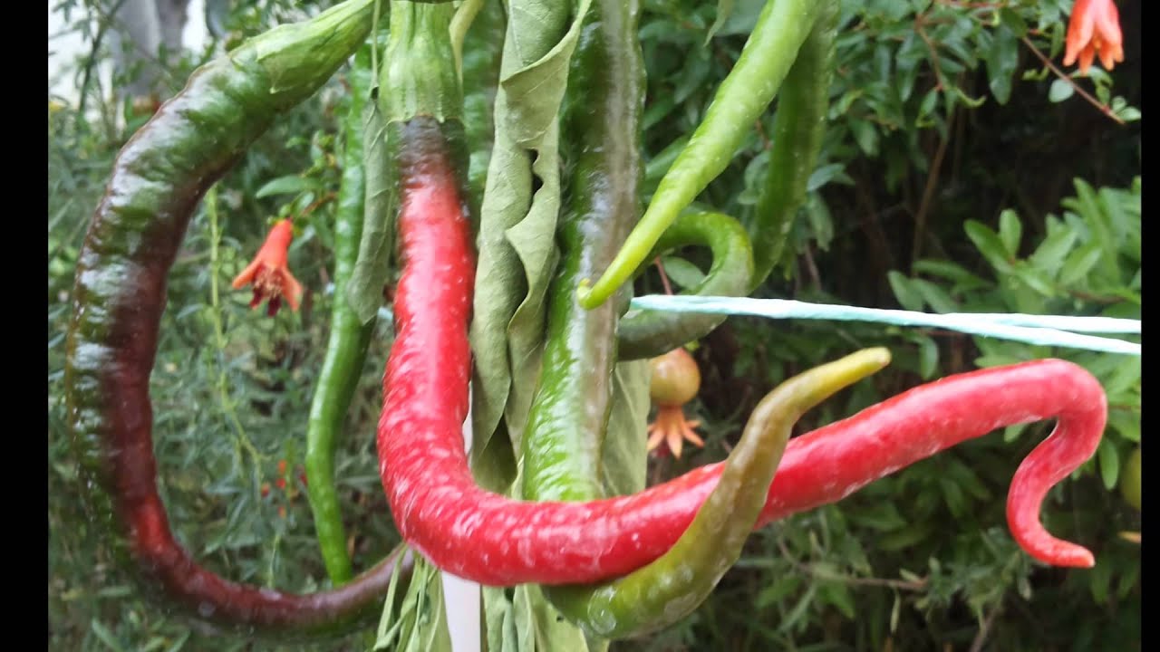 Sperli Peperoncino di Cayenna, 1 confezione - Italia