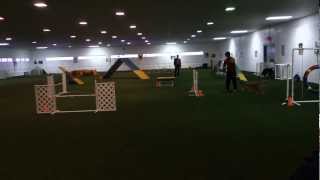 Orry's first AKC agility trial.