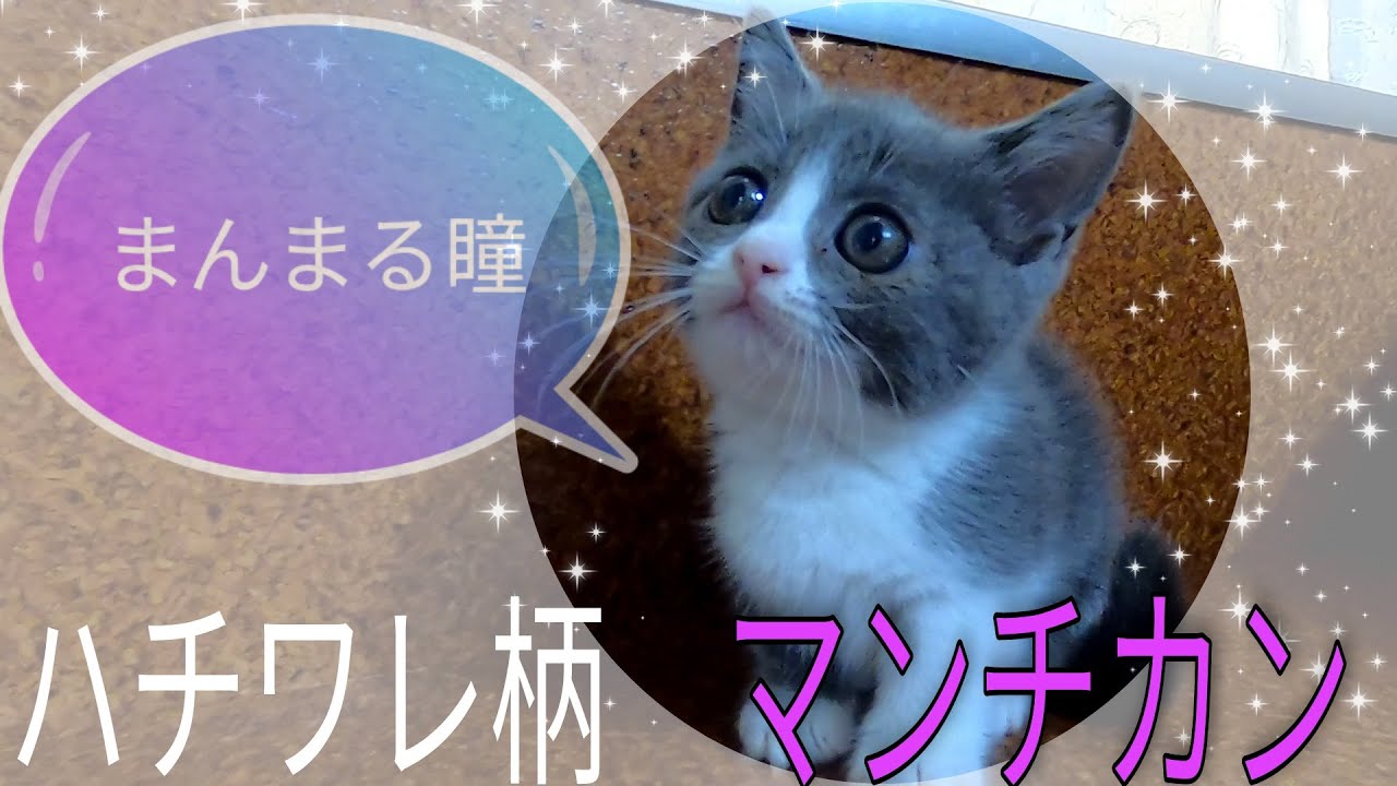 マンチカン 短足短毛 可愛い癒やしの子犬子猫チャンネル Youtube