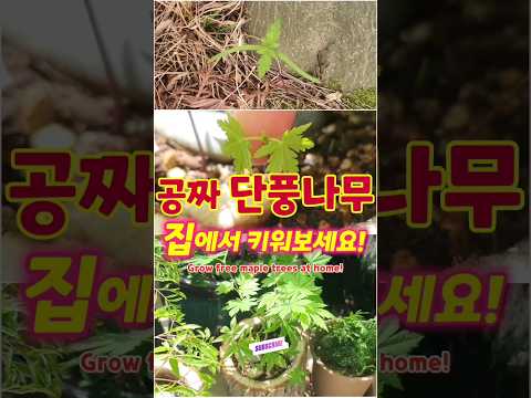 단풍나무집 이태원점