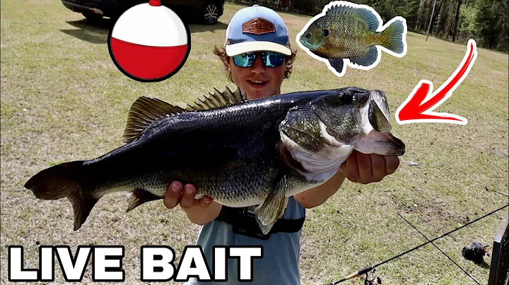 Catching HUGE BASS On LIVE Bluegill