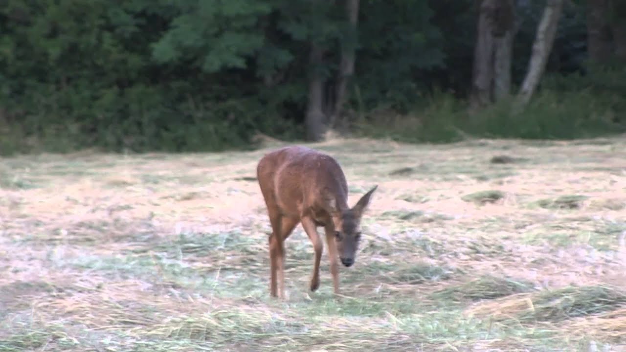 Affut du soir sur chevrettes