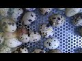 Инкубация перепелиного яйца. Инкубатор OVO 78.