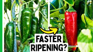 Why Some Peppers NEVER Turn Red